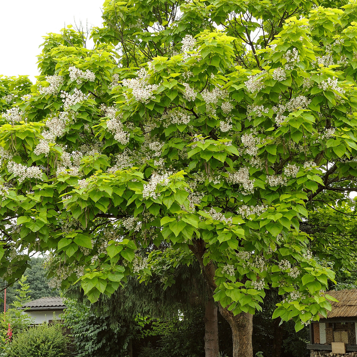 Catalpa bignonioides - Willemse
