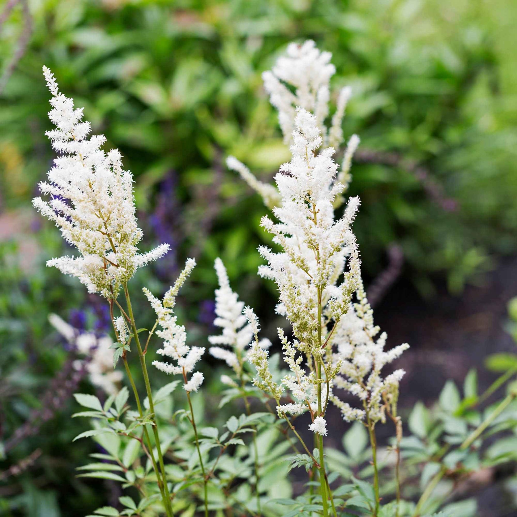 Vente Astilbe d'Arends Brautschleier
