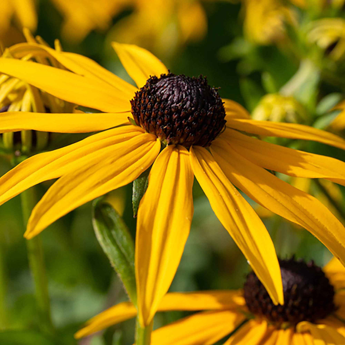 Rudbeckia Goldsturm - Rudbeckia fulgida Goldsturm - Willemse