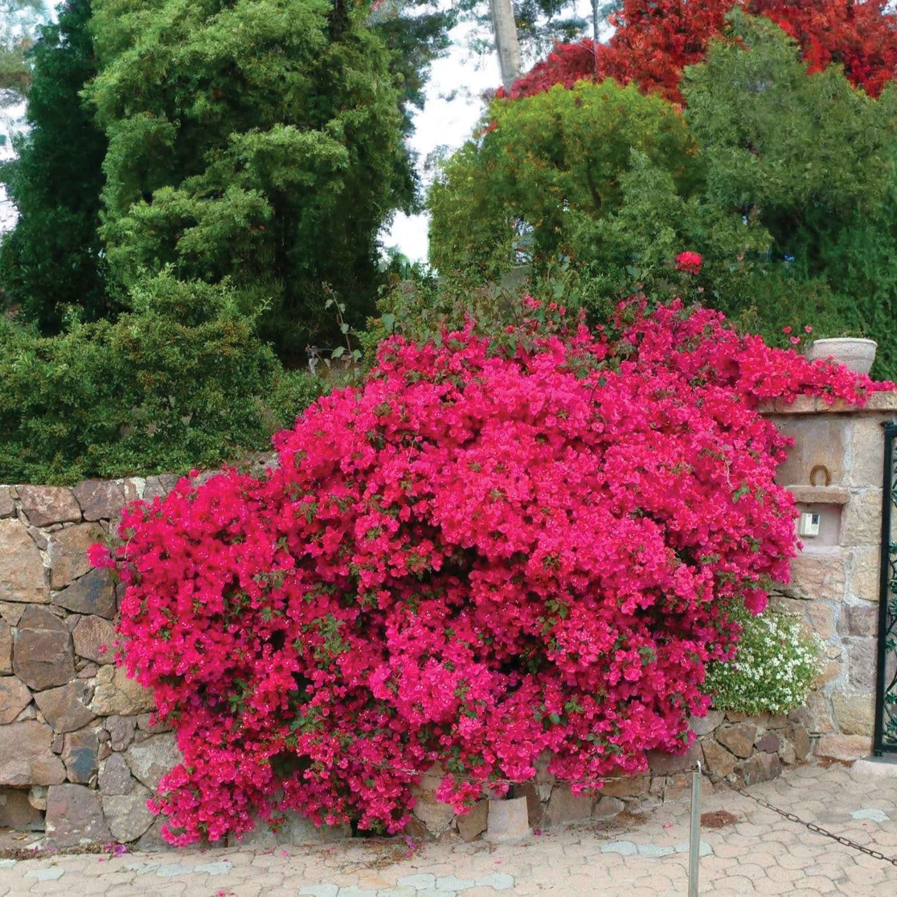 Bougainvilliers - Bougainvillier Rose - Bougainvillea pink