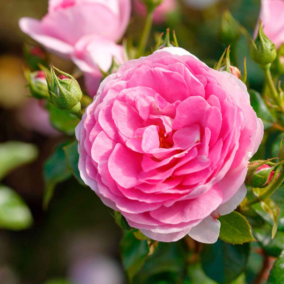 Rosier grimpant Ozeana ® - Rosa ozeana ® - Willemse