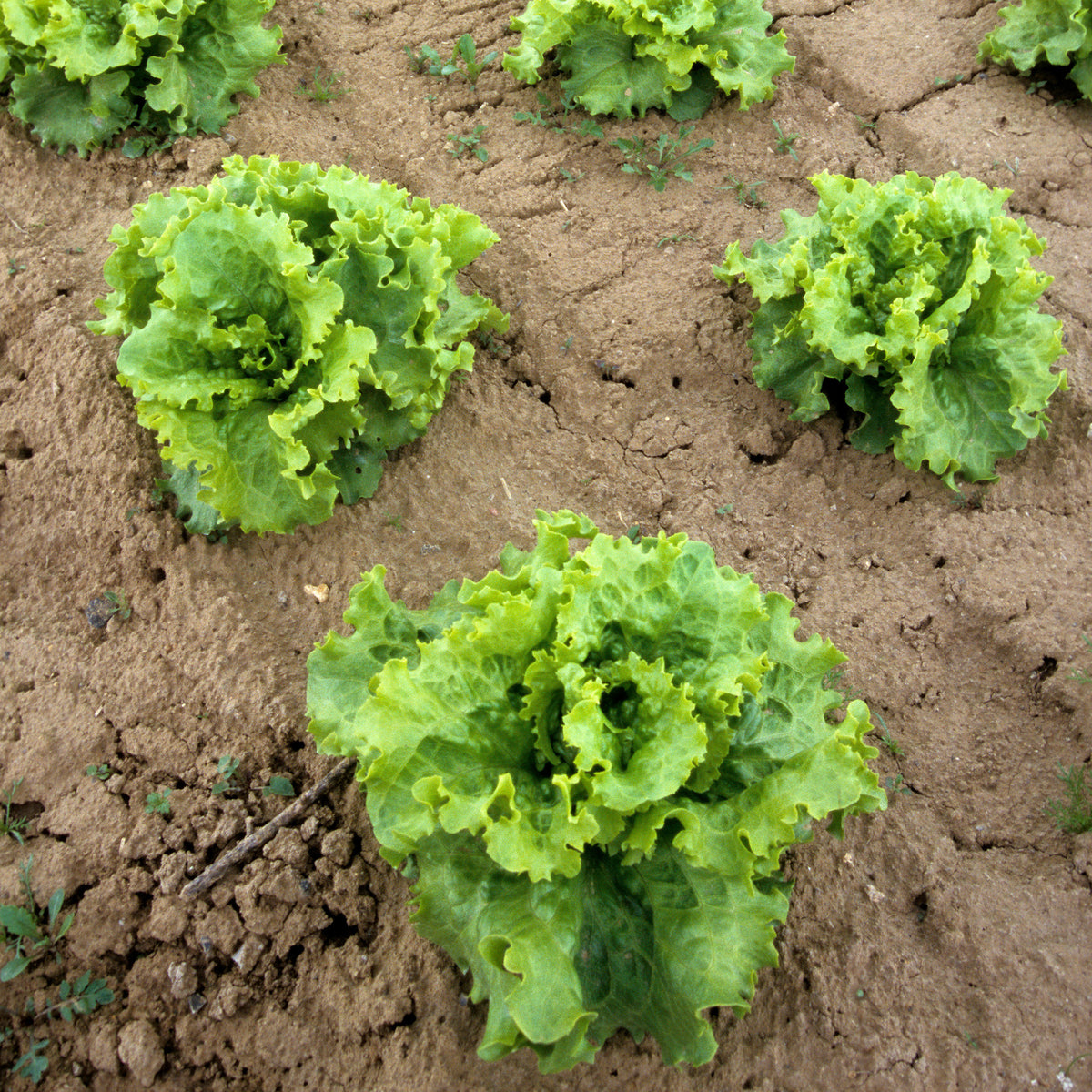 Collection de 3 salades Batavia - Lactuca sativa Blonde de Paris, Rouge grenobloise, Dorée de printemps - Willemse