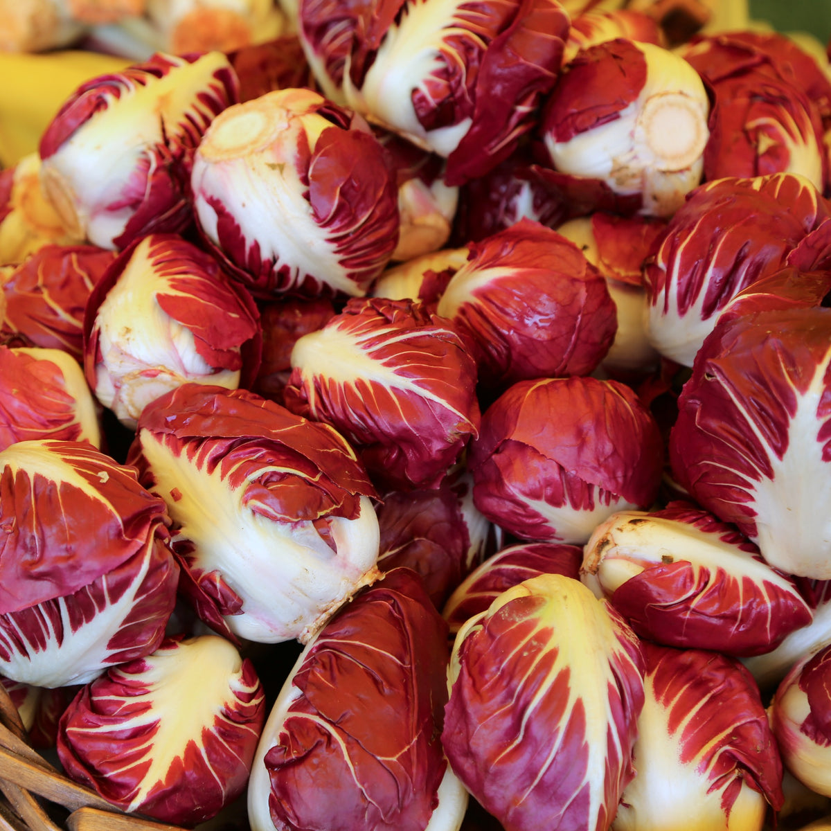 Chicorée sauvage Rouge de Vérone - Cichorium intybus rouge de vérone - Willemse