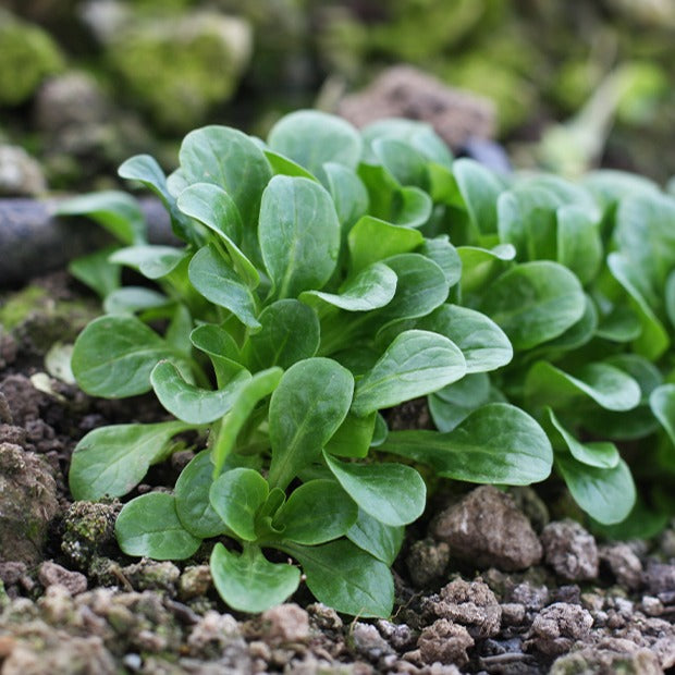 Mâche Verte d'Etampes - Valerianella locusta verte d'etampes - Willemse