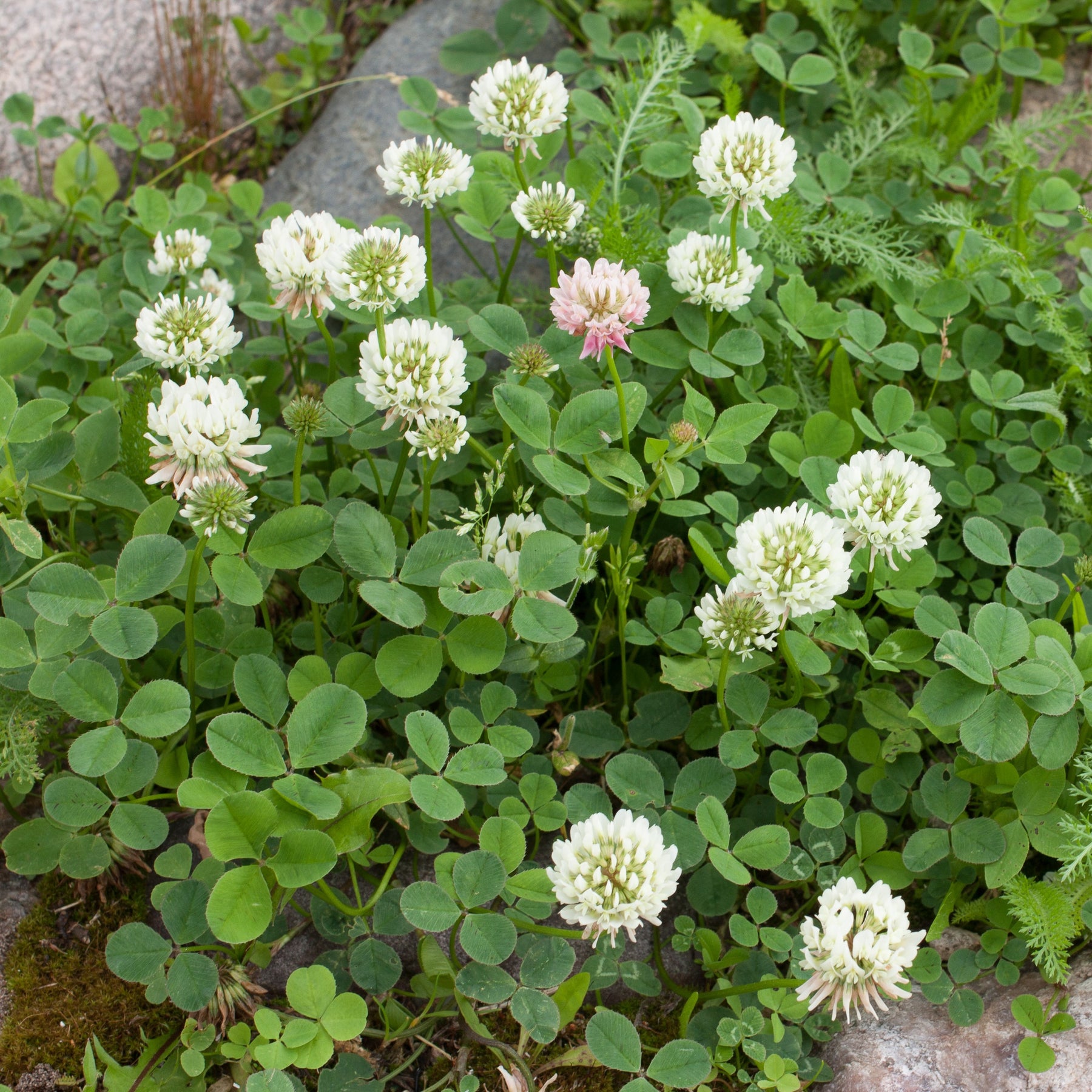 Trèfle blanc nain - Trifolium repens - Willemse