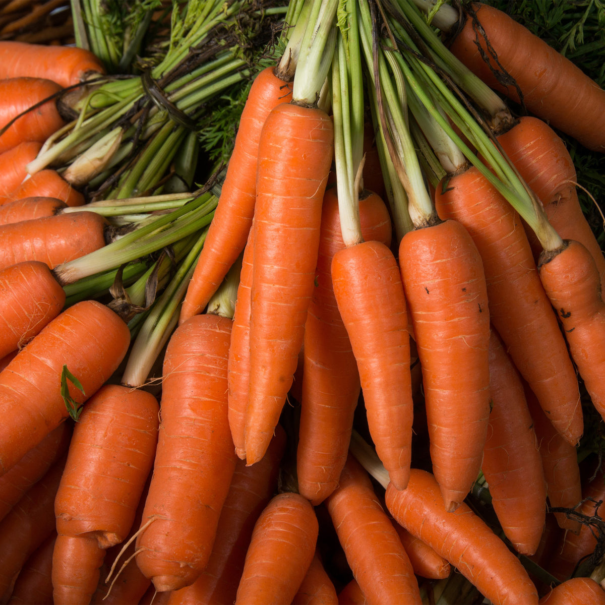 Carotte Longue lisse de Meaux - Daucus carota longue lisse de meaux (30 g) - Willemse
