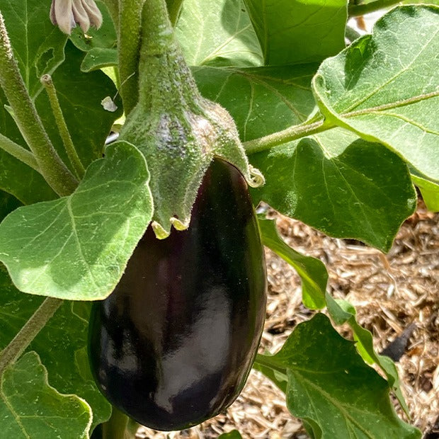 Aubergine Bonica F1 - Willemse
