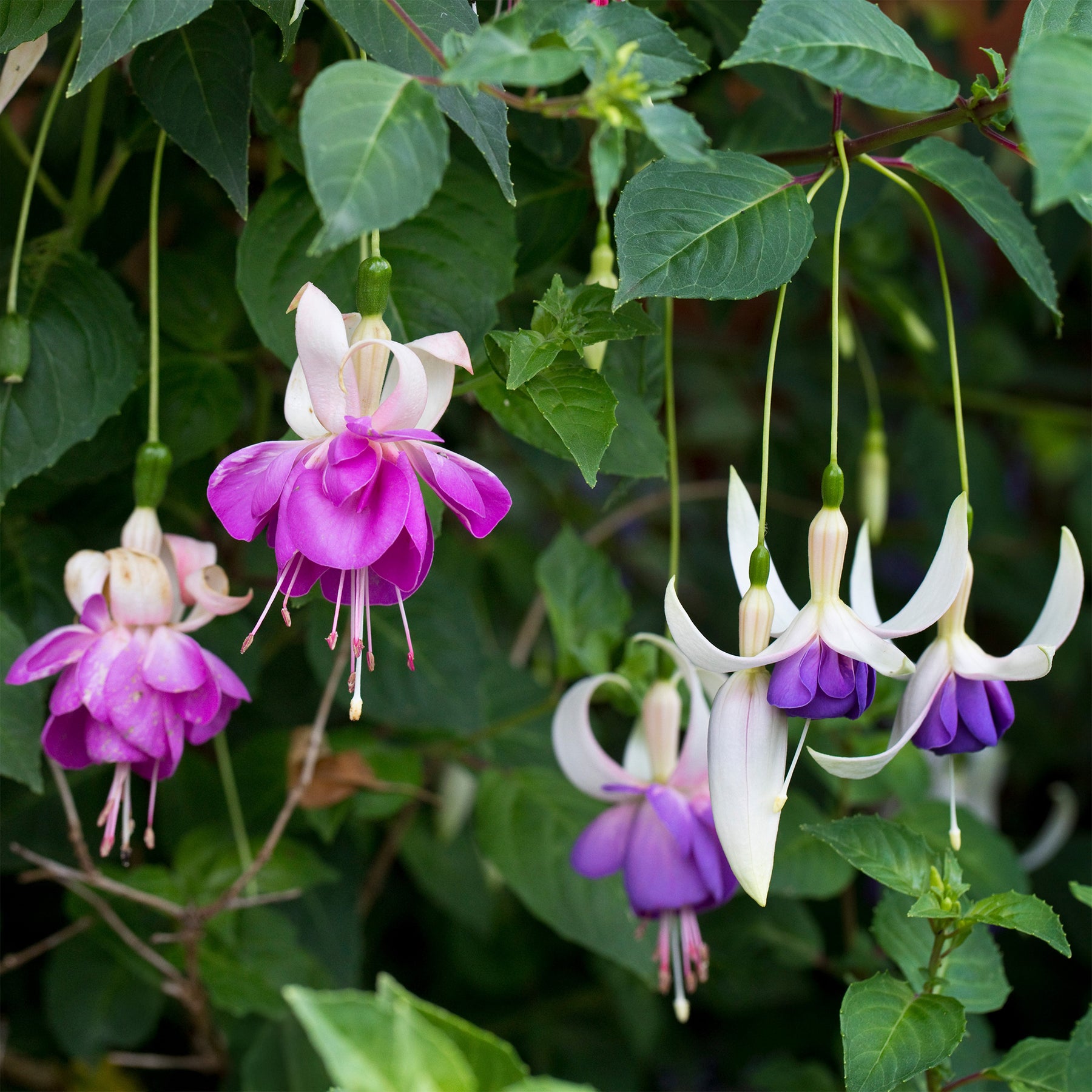 Fuchsia blue sarah - 3 Fuchsias résistants au gel Blue Sarah - Fuchsia