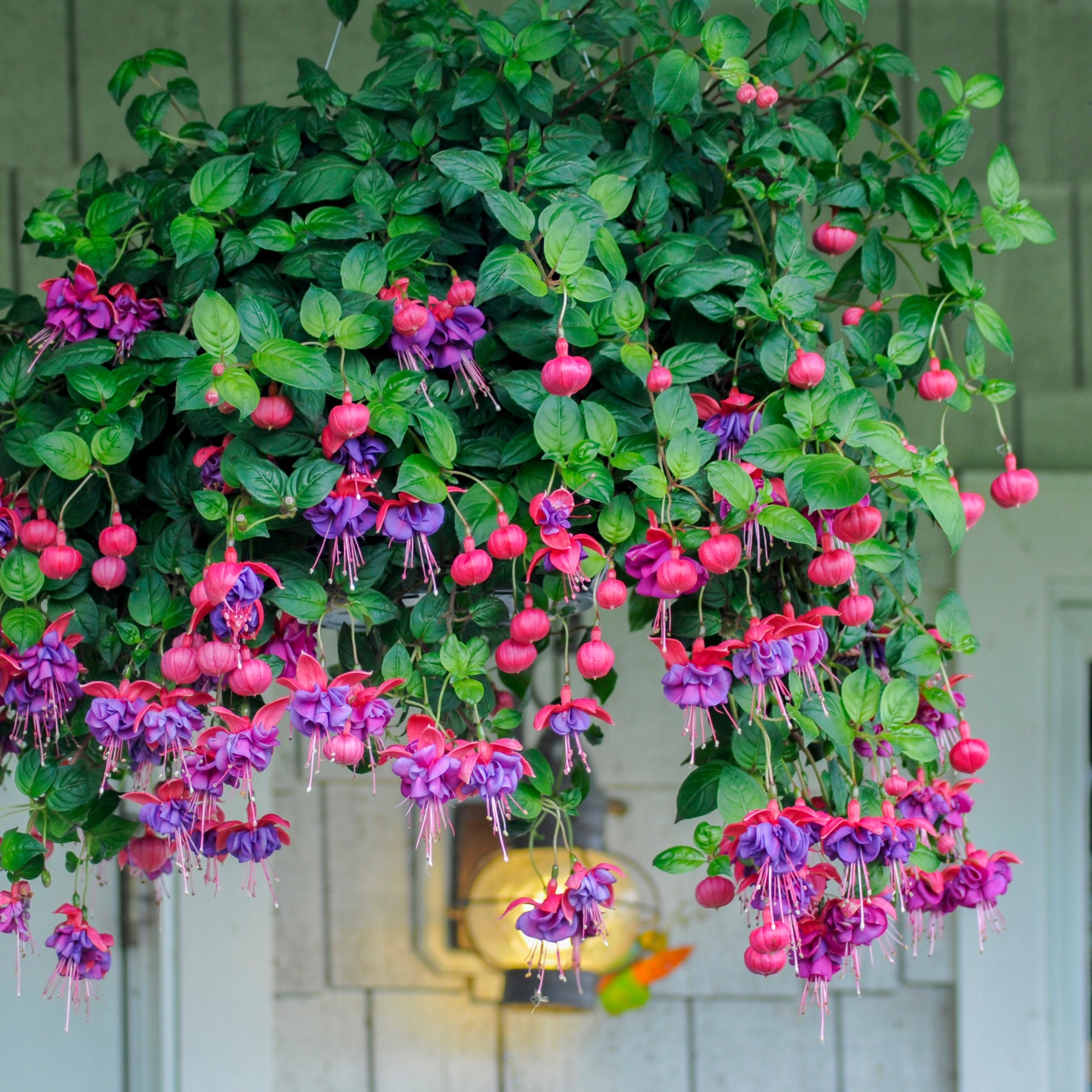 Fuchsia dark eyes - 3 Fuchsias retombants Dark Eyes - Fuchsia