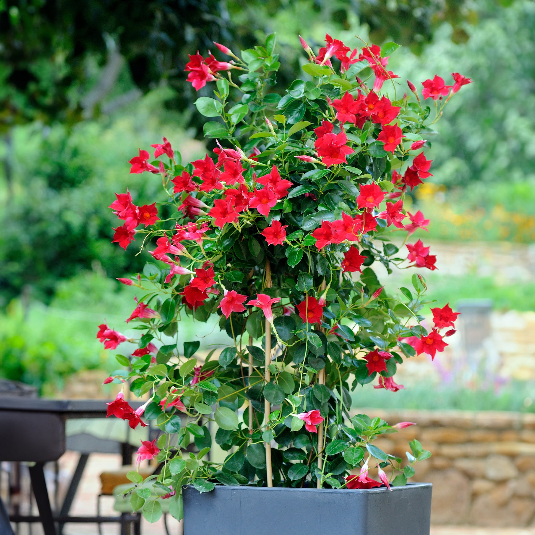 Dipladenia - 3 Jasmins du Brésil - Dipladenia en mélange - Dipladenia