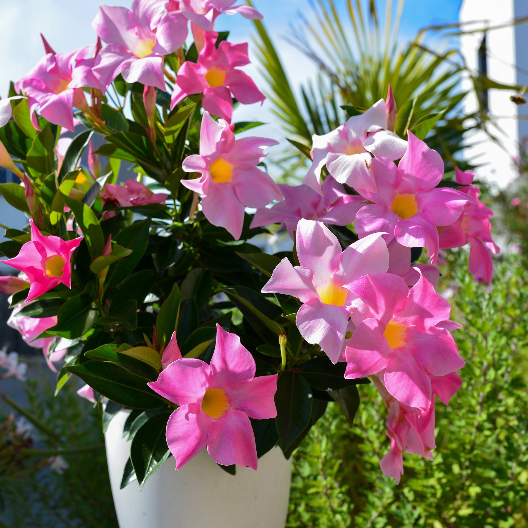 Dipladenia - 3 Jasmins du Brésil - Dipladenia en mélange - Dipladenia