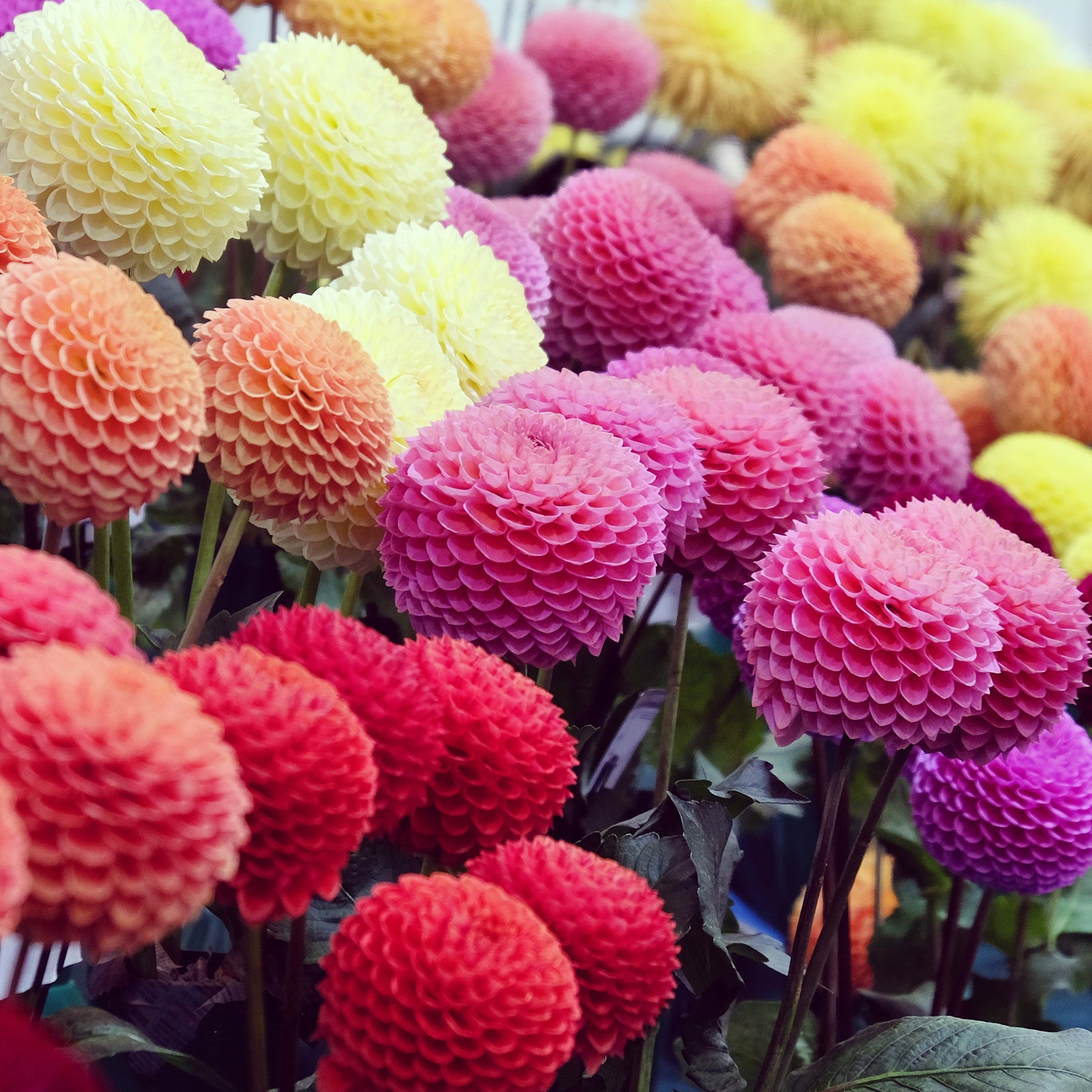 5 Dahlias pompons colorés en mélange - Willemse