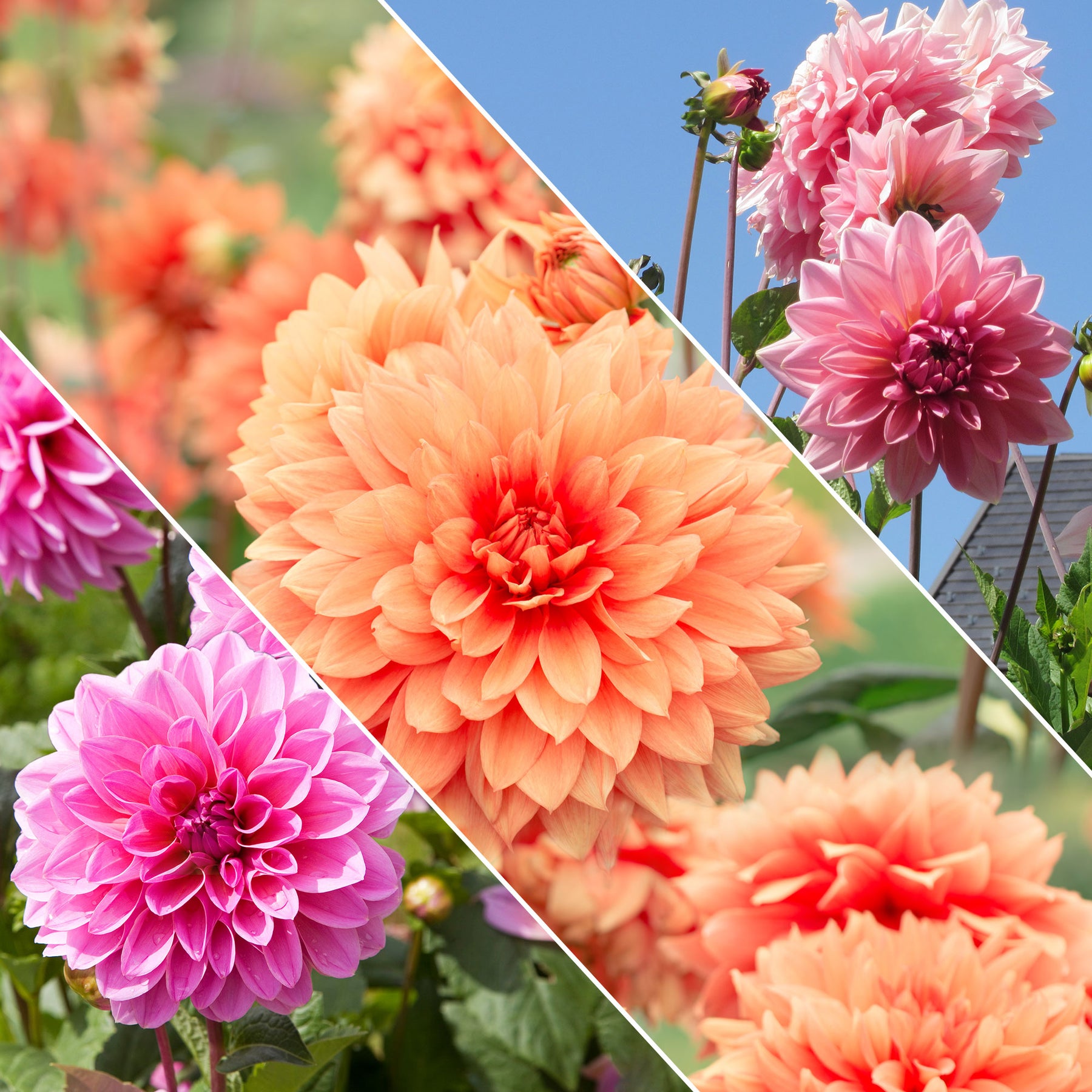 Dahlias nains en mélange - Willemse
