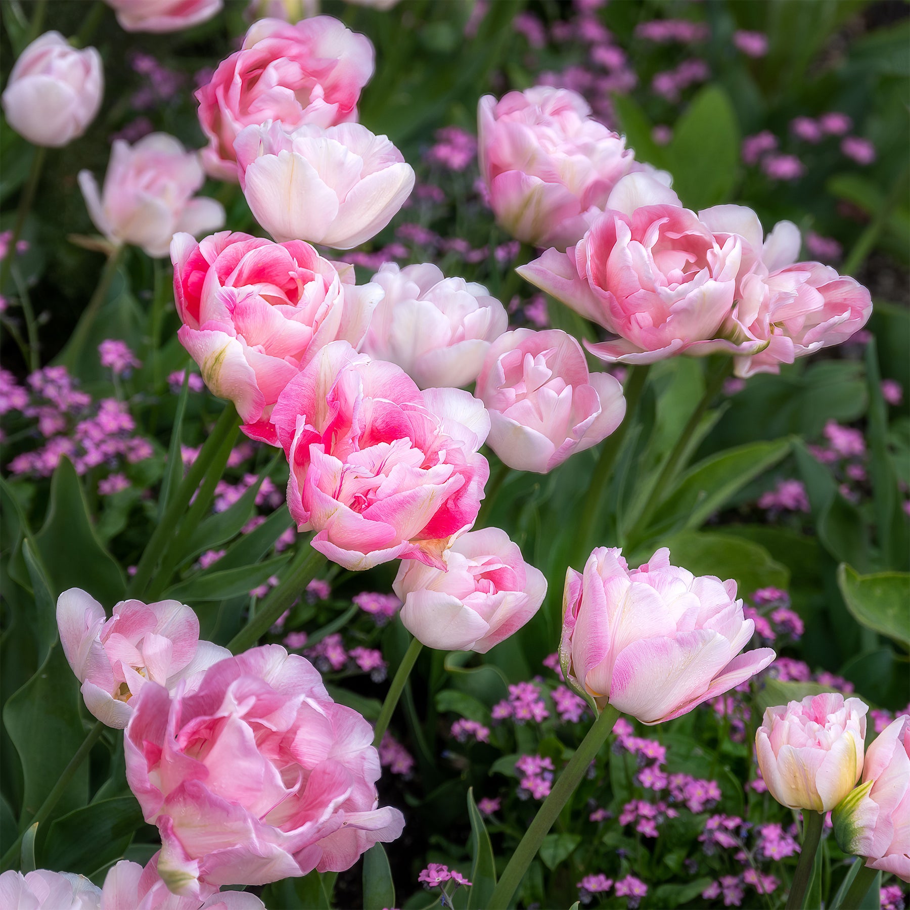 Vente 10 Tulipes à fleur de pivoine Angélique - Tulipa angélique