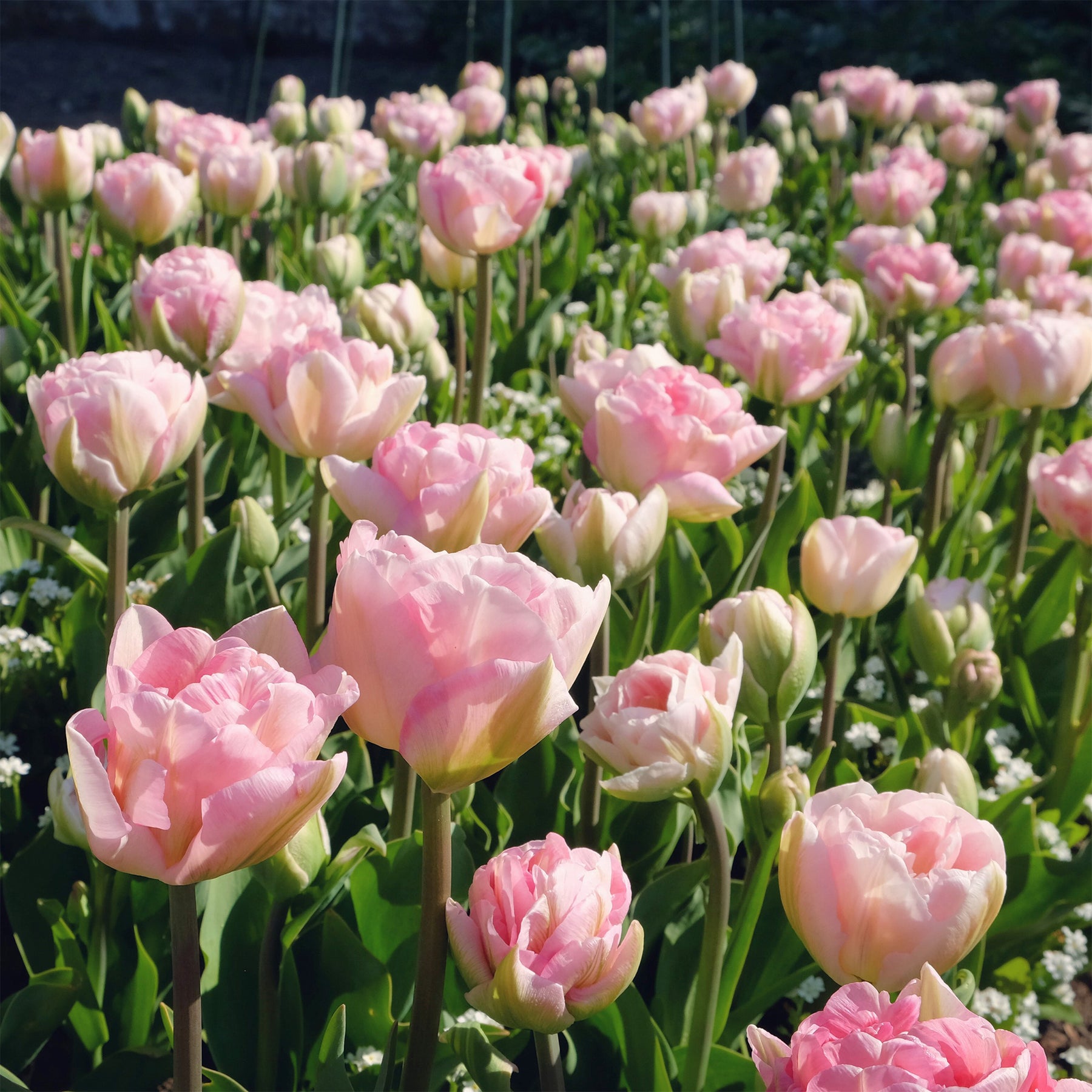 Vente 10 Tulipes à fleur de pivoine Angélique