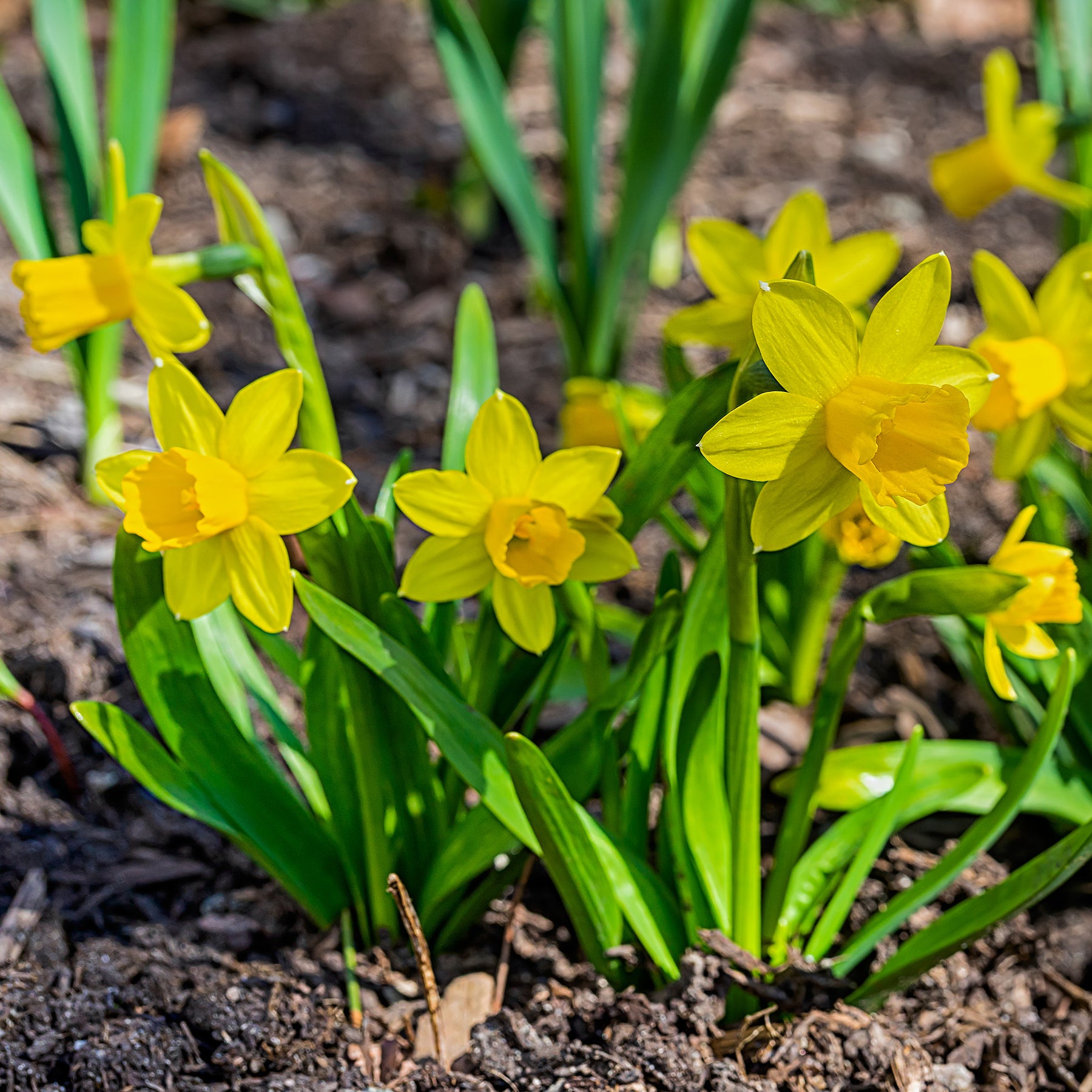 10 Mini-narcisses Tête à Tête - Narcissus tête à tête - Willemse