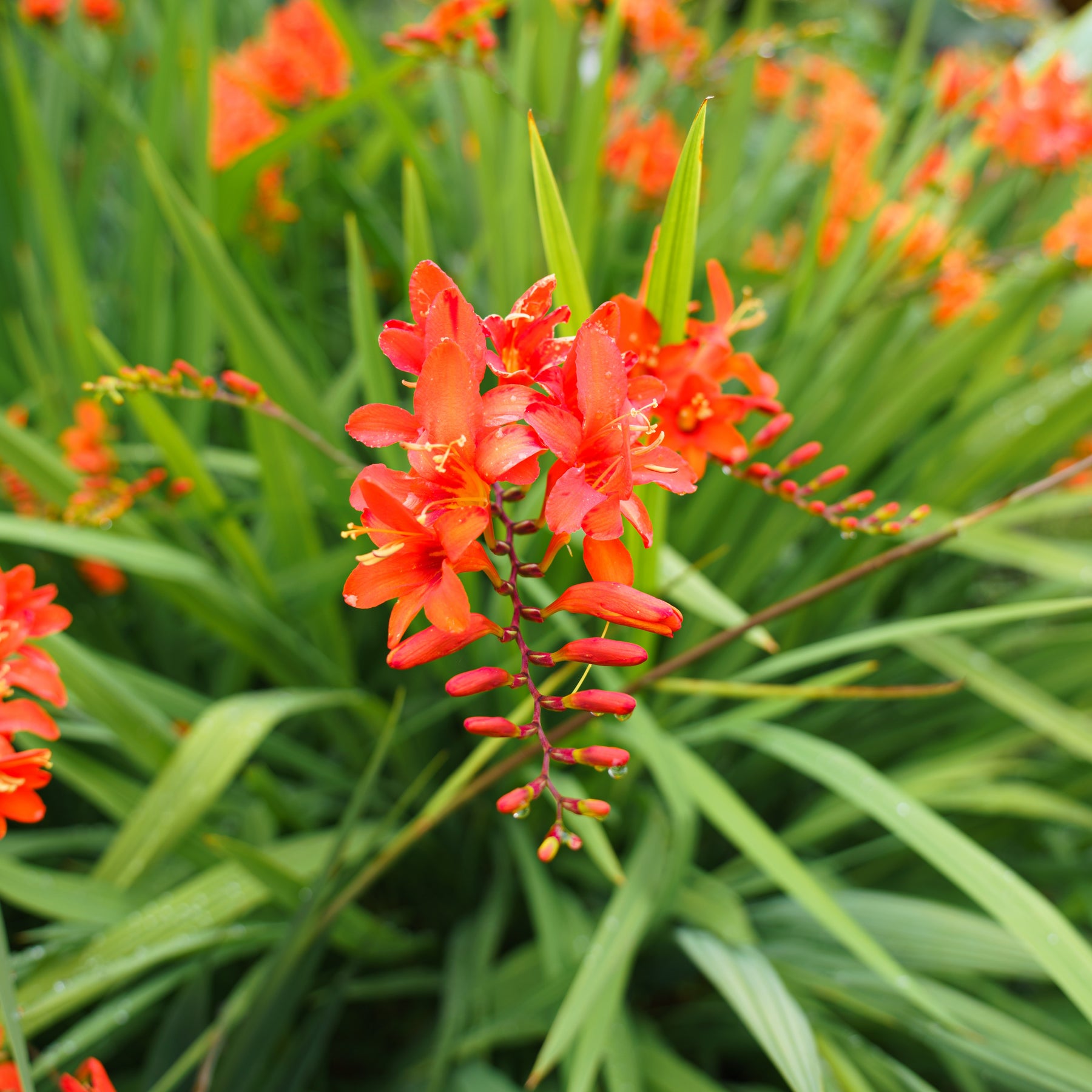 Vente 15 Crocosmias rouges - Crocosmia red