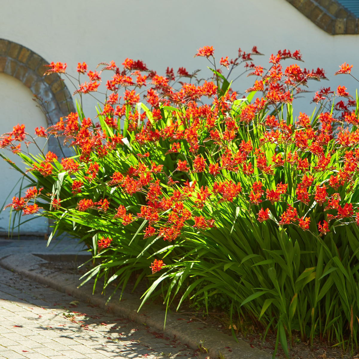 15 Crocosmias rouges - Willemse