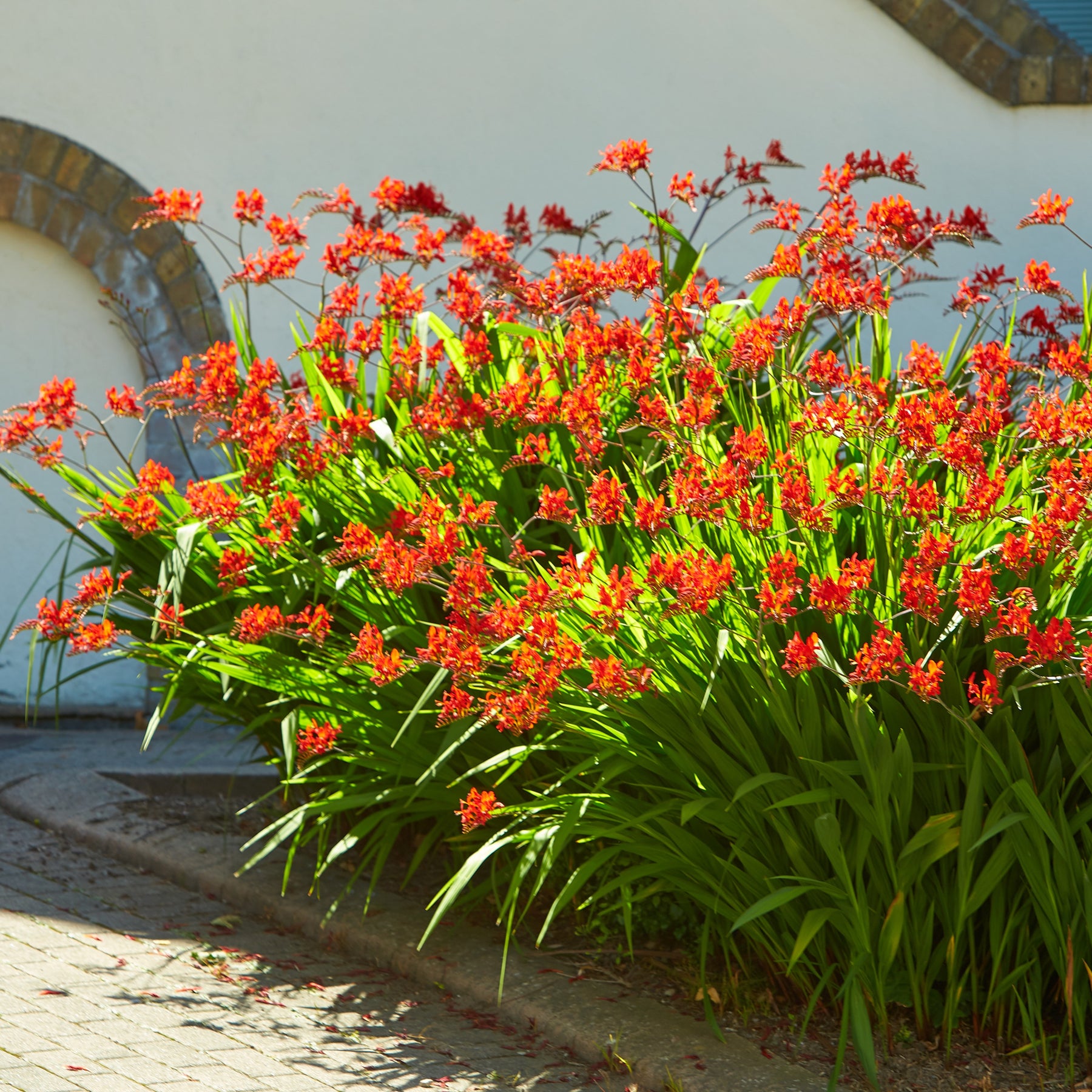 15 Crocosmias rouges - Willemse