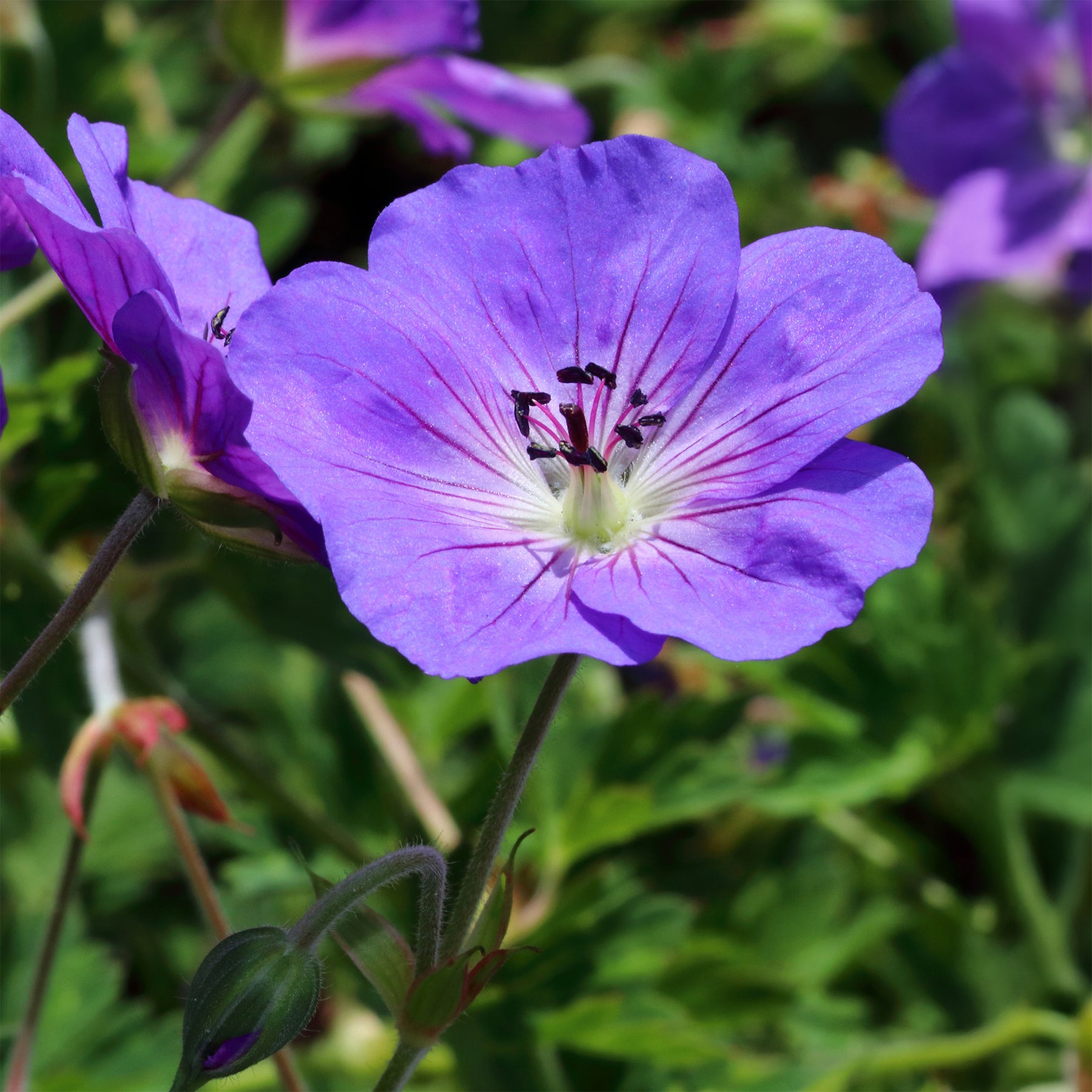 Vente Géranium vivace bleu de l'Himalaya - Geranium himalayense