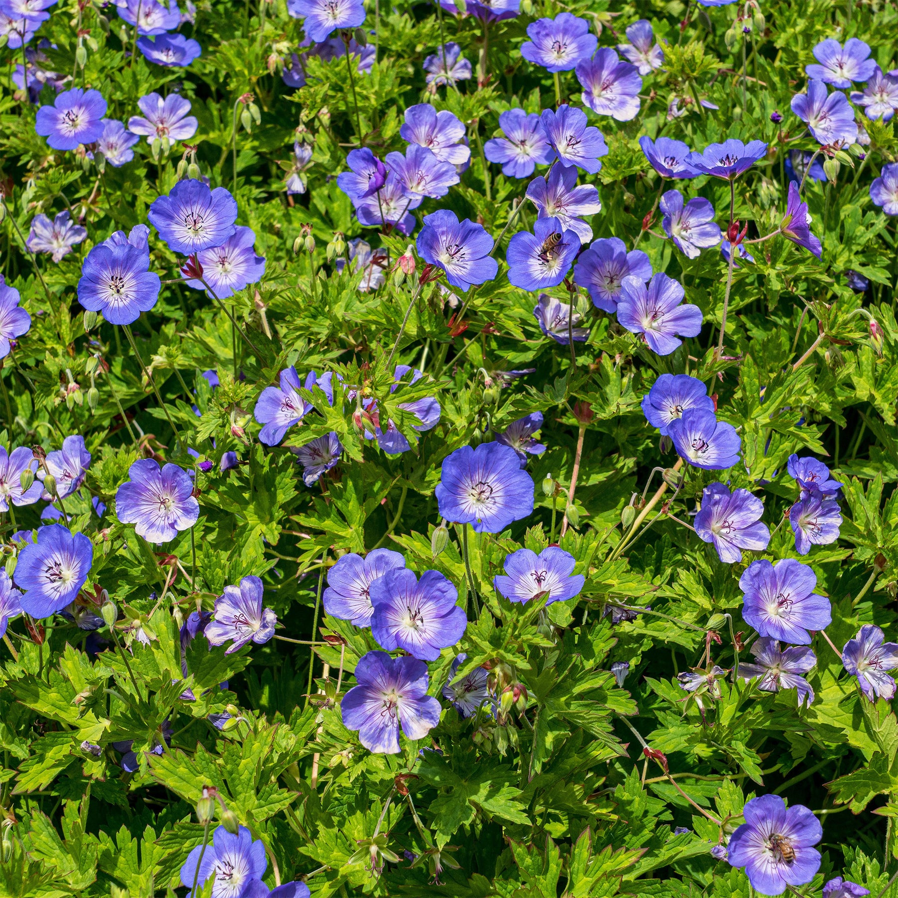 Vente Géranium vivace bleu de l'Himalaya