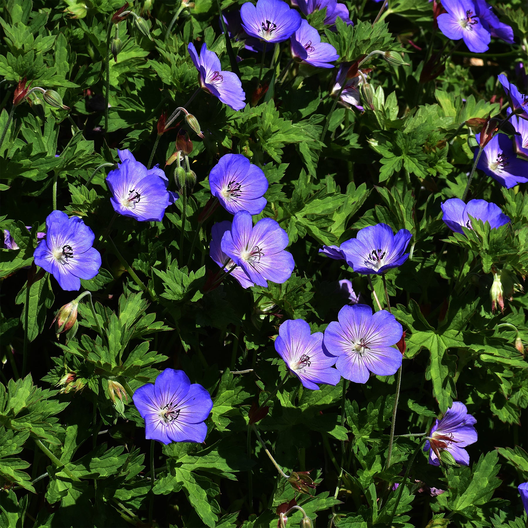 Géranium vivace bleu de l'Himalaya - Géraniums vivaces - Willemse