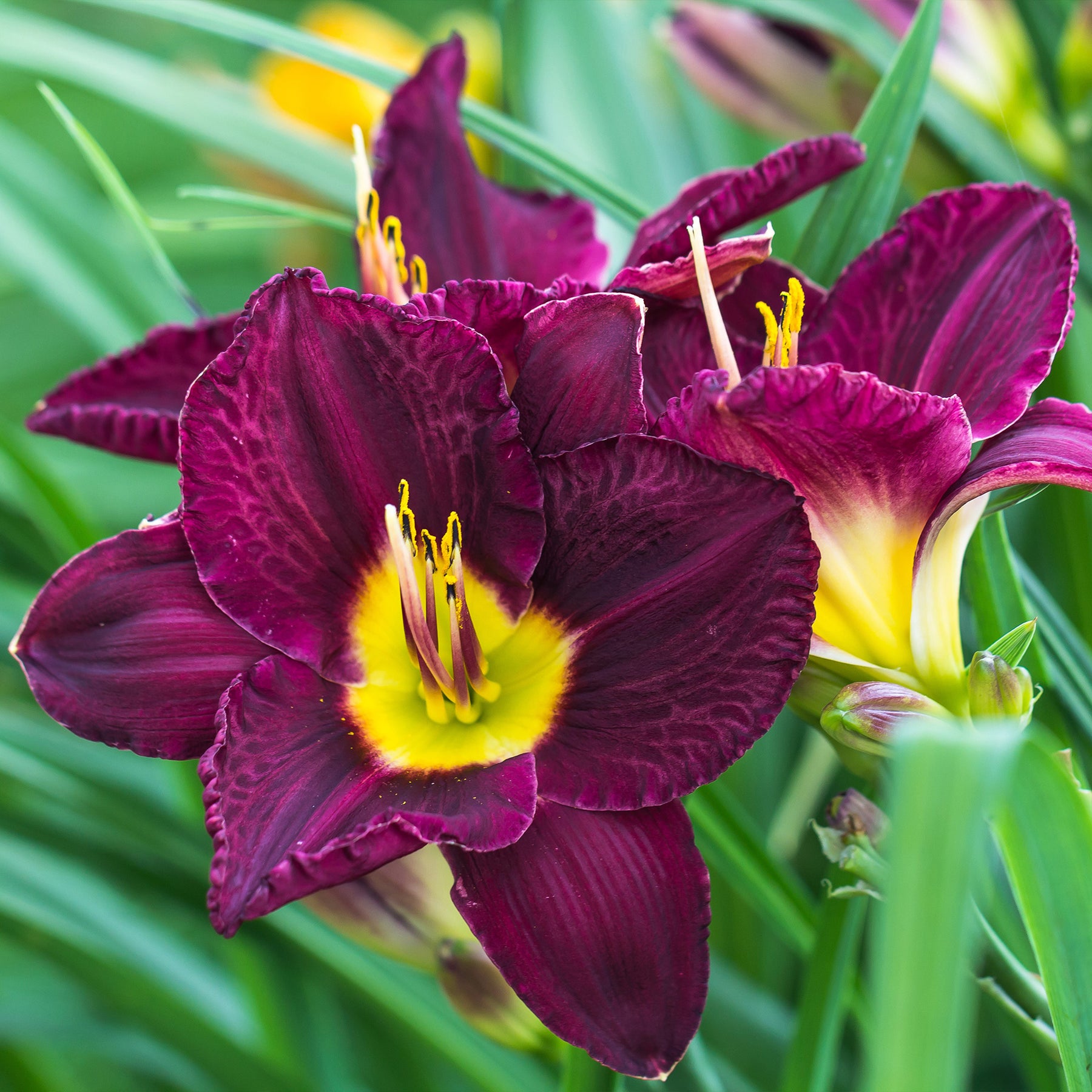 5 Lis perpétuels en mélange - Hemerocallis - Willemse