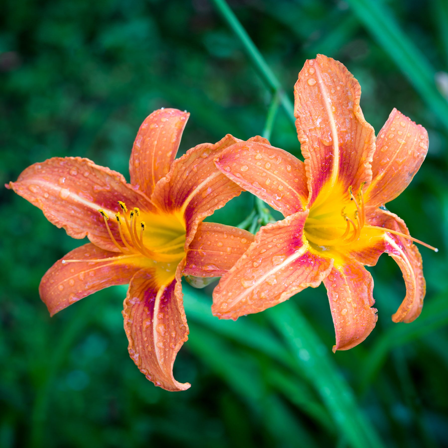Hemerocallis - 5 Lis perpétuels en mélange - Hémérocalle