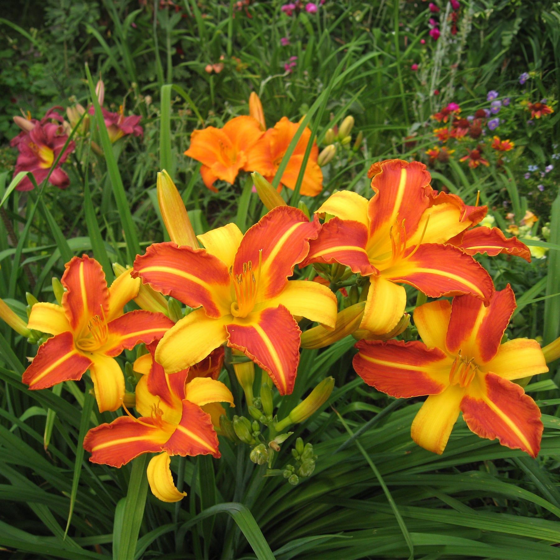 Vente 5 Lis perpétuels en mélange - Hemerocallis