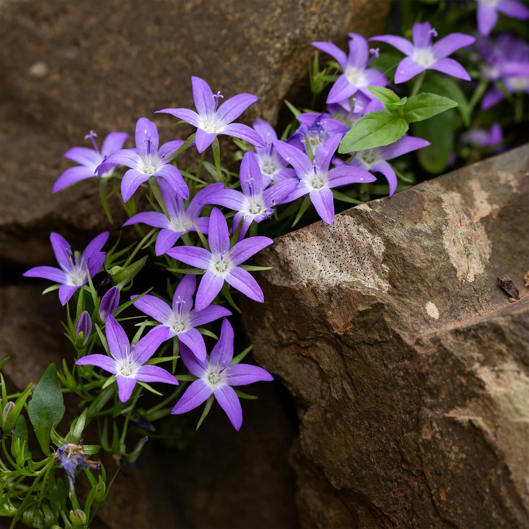 Vente Campanule des murets