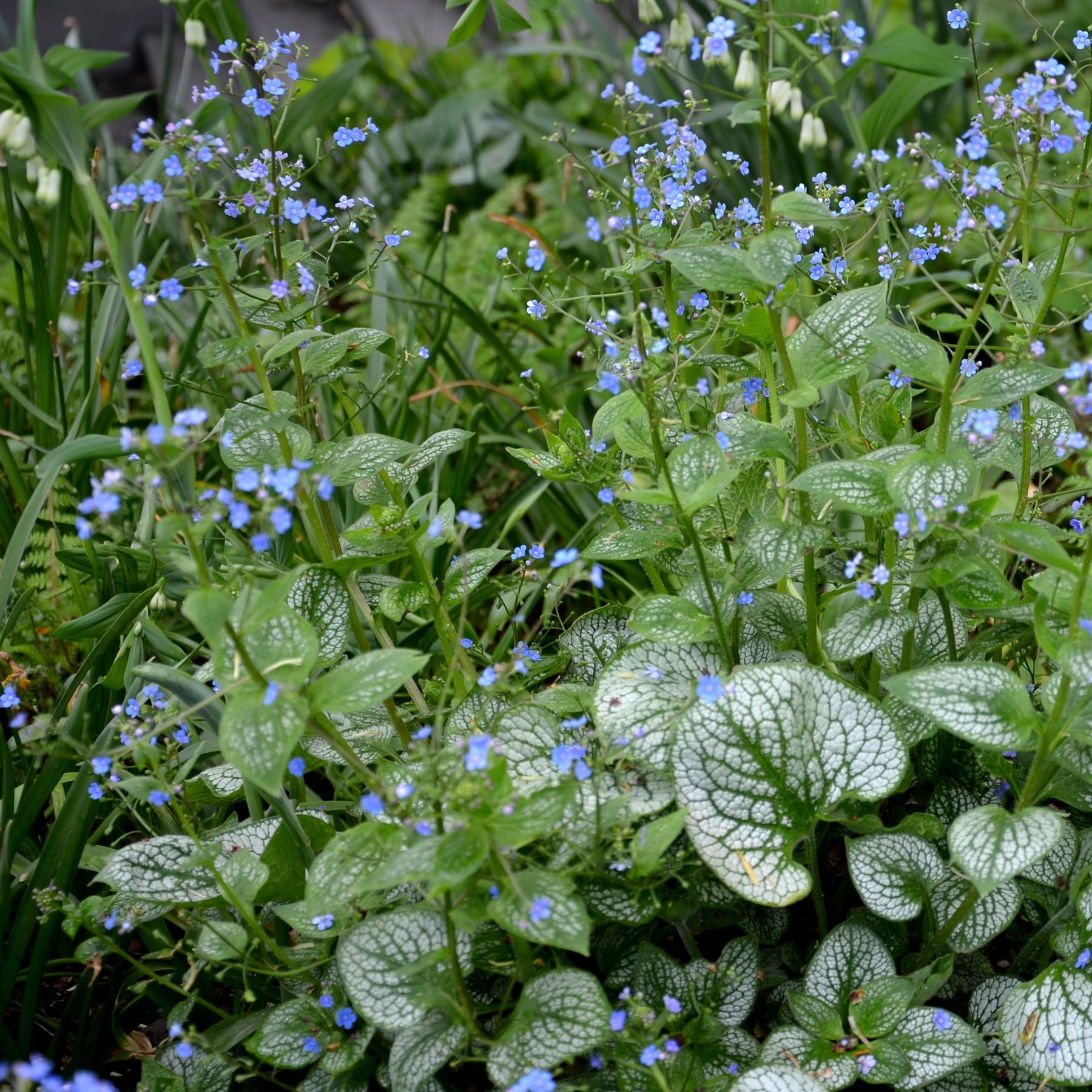 Brunnera macrophylla Emerald Mist ® - Myosotis du Caucase Emerald Mist ® - Myosotis