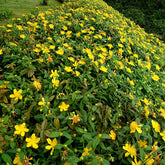 5 Millepertuis - Willemse