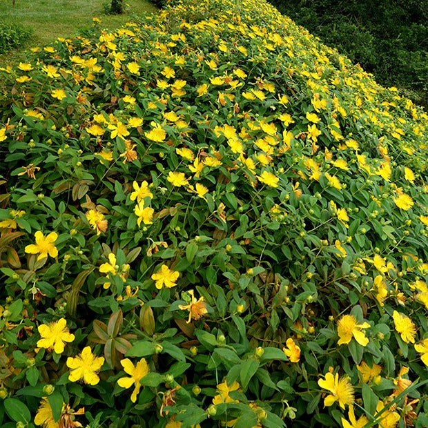 5 Millepertuis - Willemse