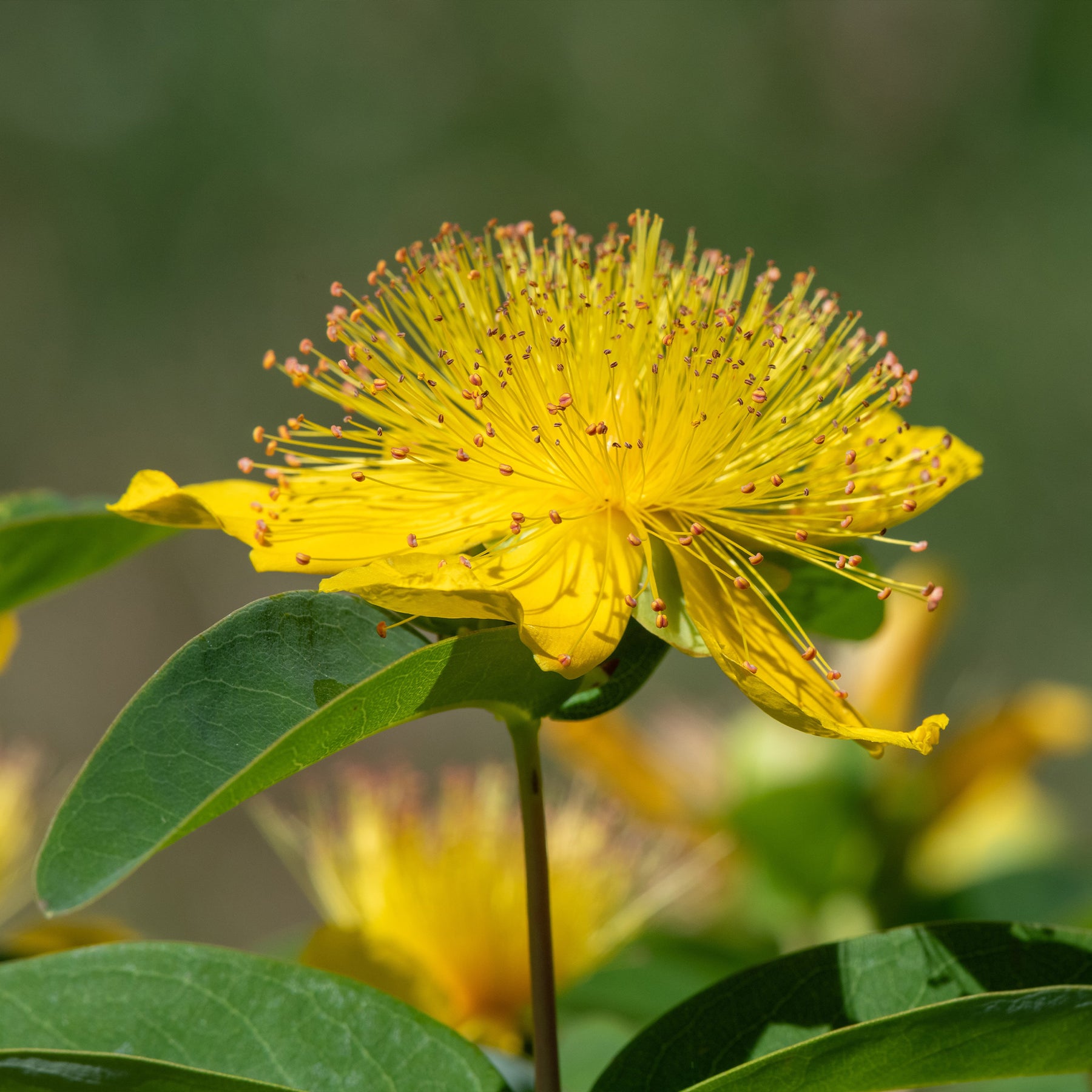 Millepertuis - Hypericum - 5 Millepertuis - Hypericum calycinum