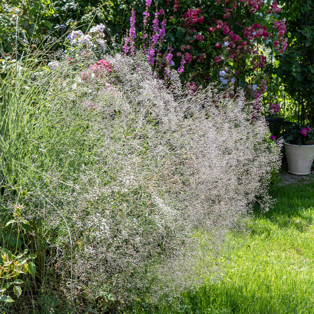 3 Gypsophiles blanche - Gypsophila paniculata - Willemse