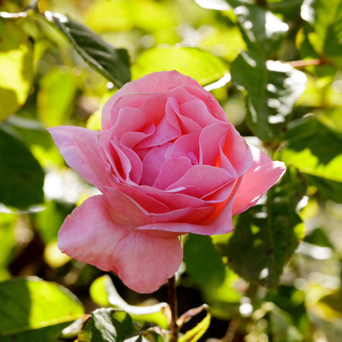 Rosier Queen Elisabeth - Rosa Queen Elisabeth - Willemse