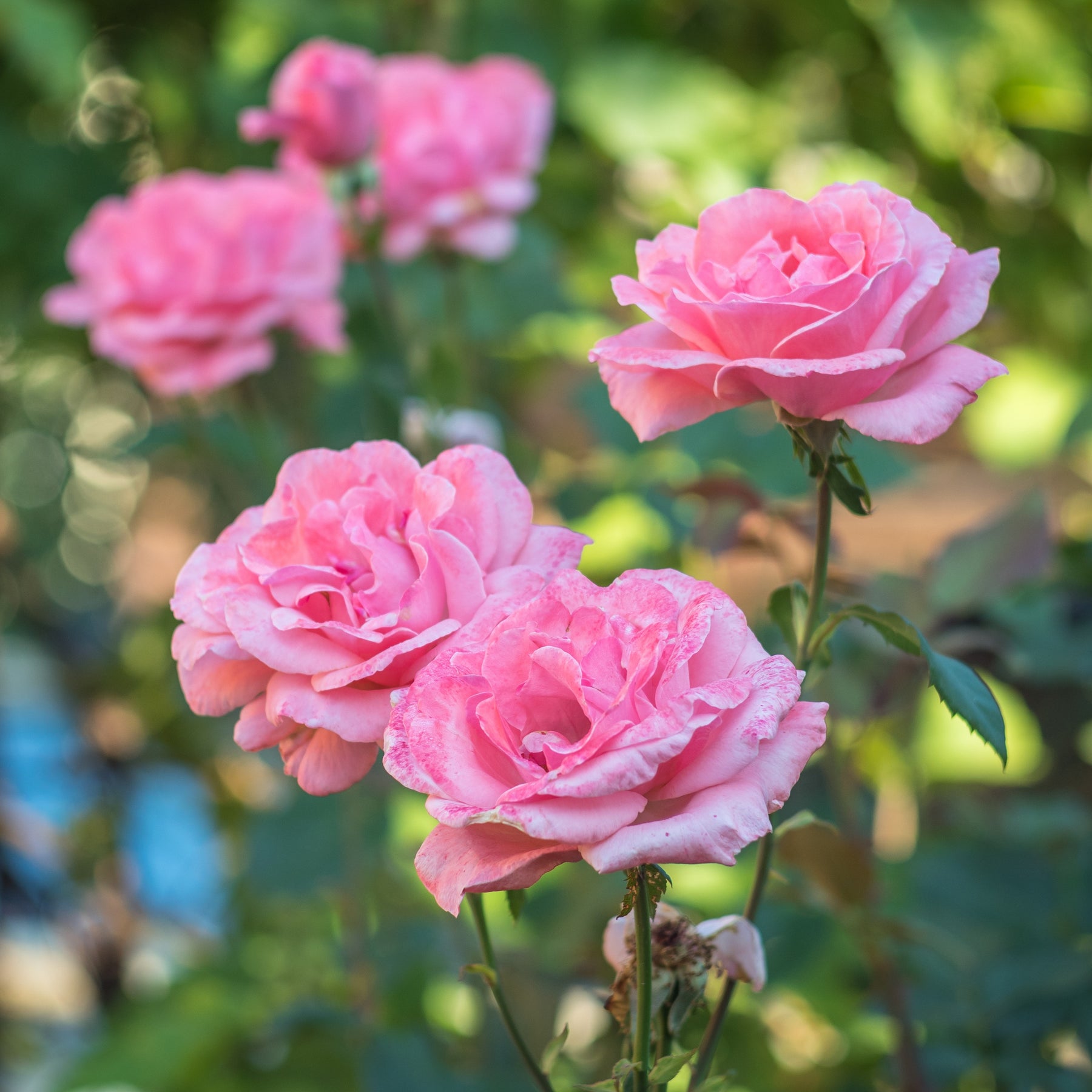Rosier Queen Elisabeth - Willemse
