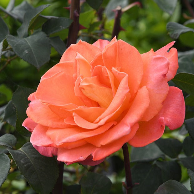 Rosier grimpant Métanoïa - Rosa metanoia - Willemse