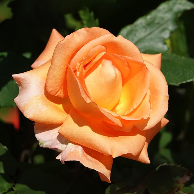 Rosiers grimpants - Rosier grimpant Métanoïa - Rosa metanoia