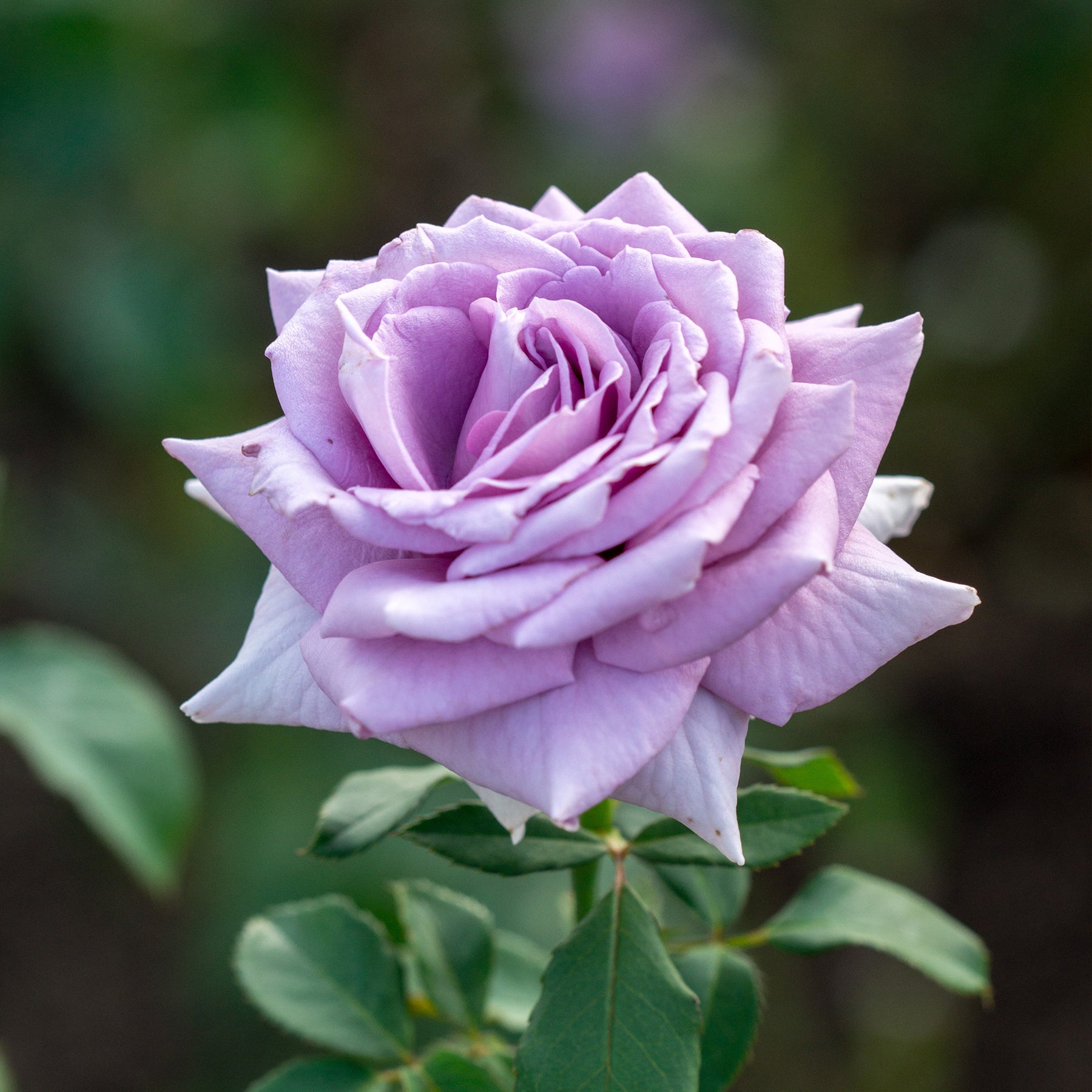 Rosier buisson violet - Rosa - Willemse
