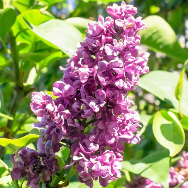 Vente Lilas double rouge - Syringa vulgaris Charles Joly