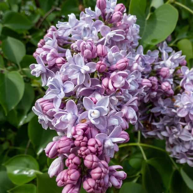 Lilas double bleu - Syringa vulgaris Katherine Havemeyer - Plantes