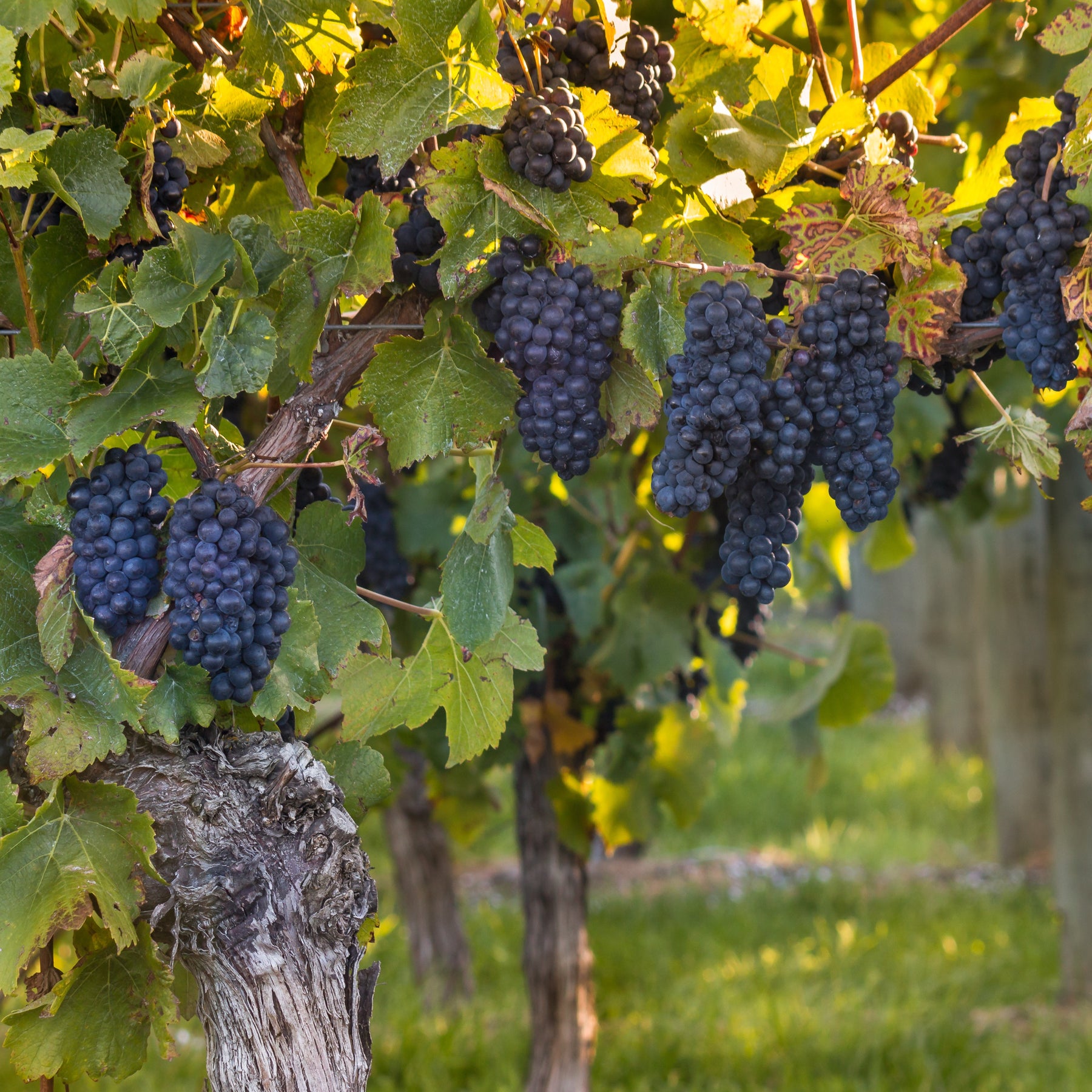 Vigne Muscat de Hambourg - Vitis vinifera muscat de hambourg - Willemse