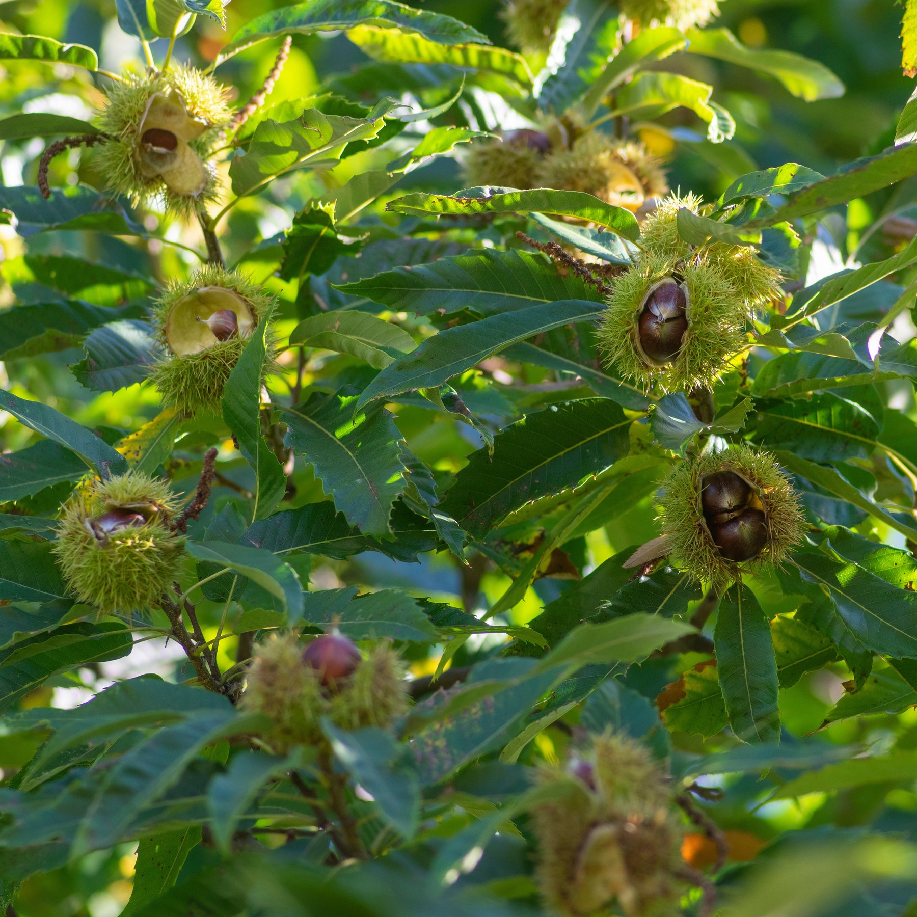 Vente Châtaignier - Castanea sativa