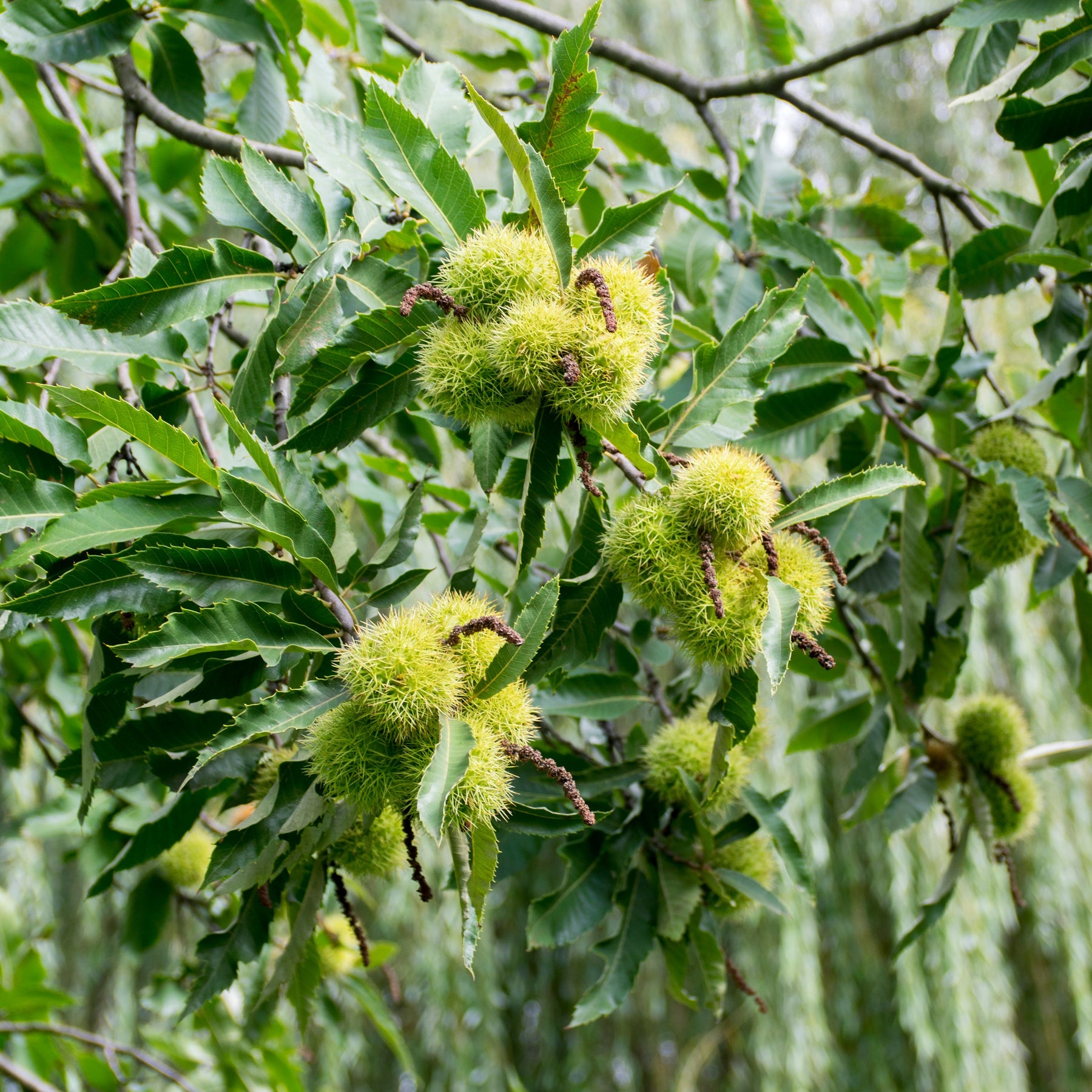 Châtaignier - Castanea sativa - Willemse