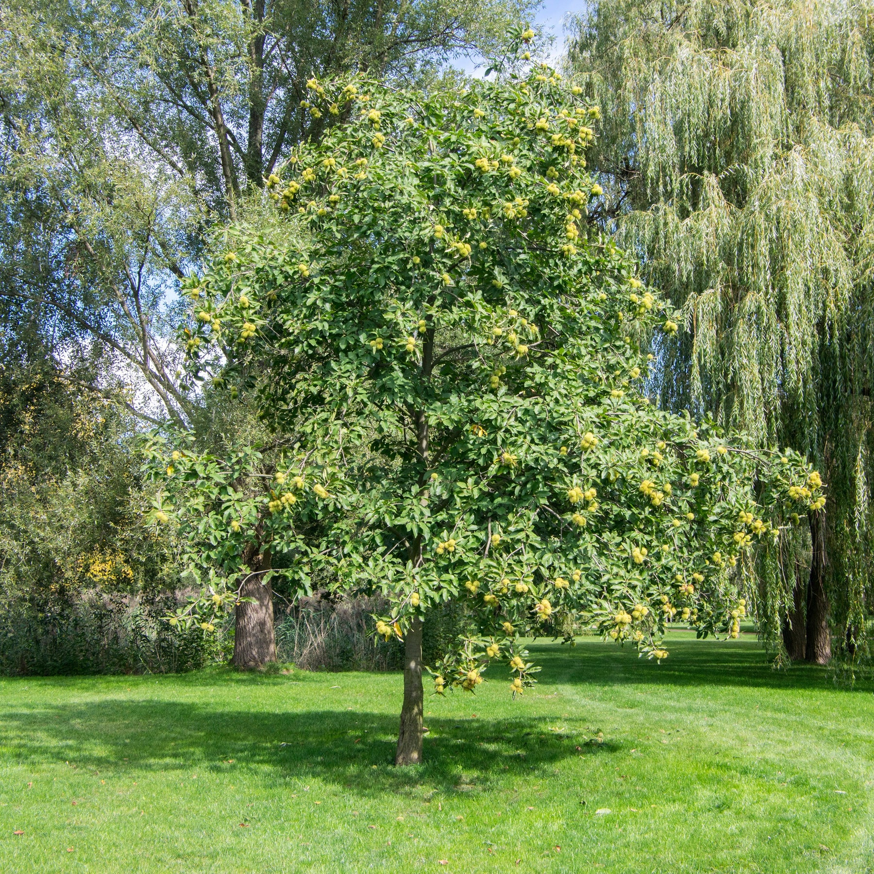 Châtaignier - Châtaignier - Castanea sativa