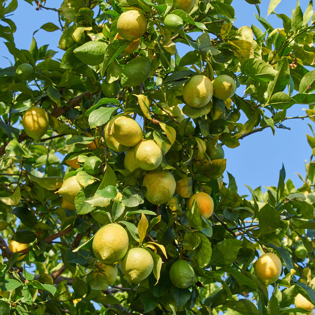 Citronnier Vulcan - Willemse