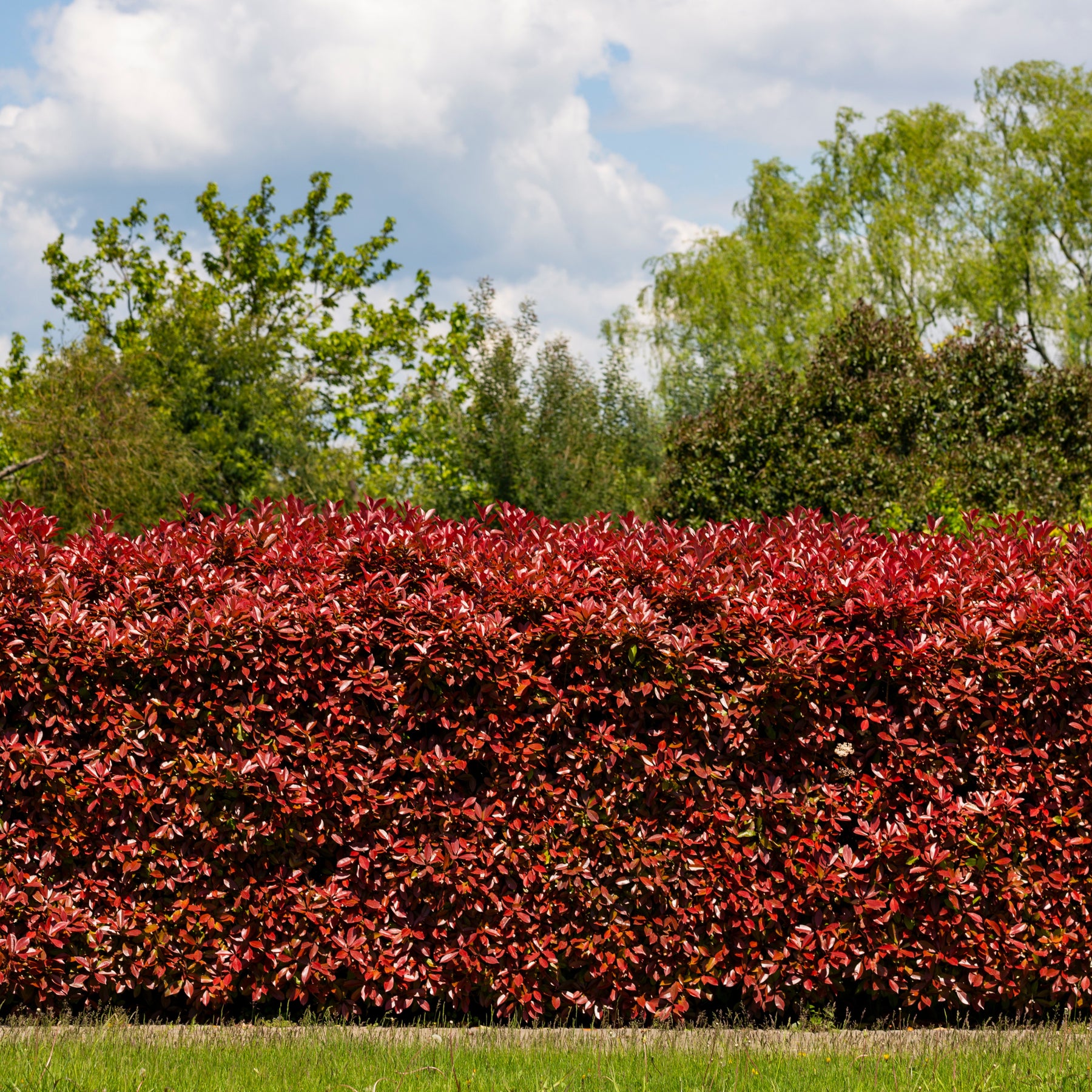 Photinia fraseri Red Robin - Haie de 3 Photinias Red Robin - Photinia