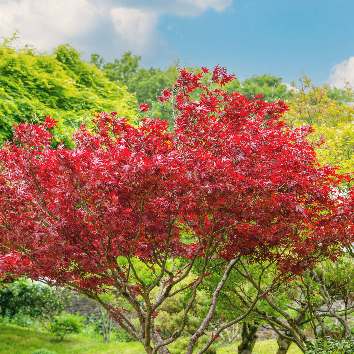 Erable pourpre du Japon - Acer palmatum Atropurpureum - Willemse