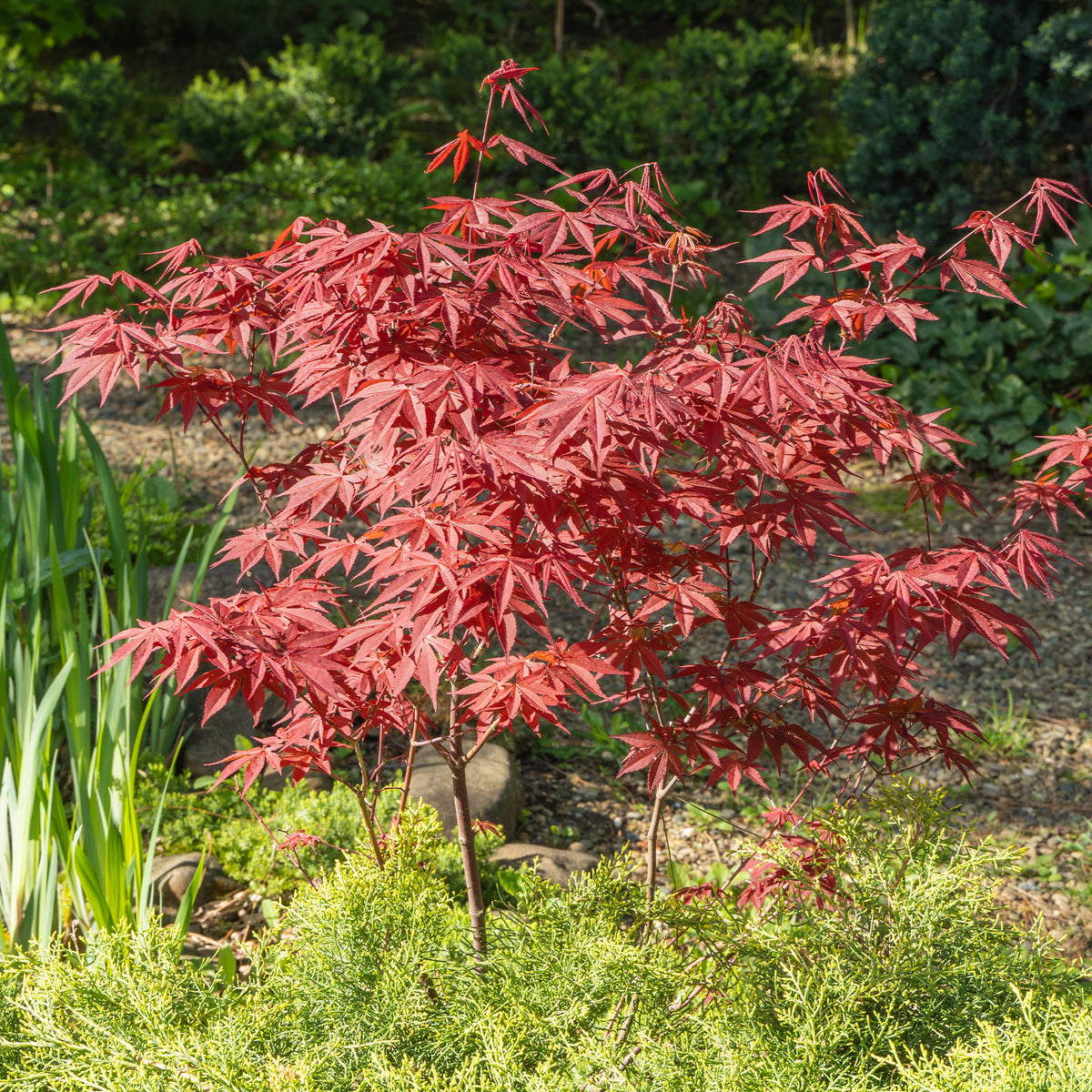 Erable pourpre du Japon - Acer palmatum Atropurpureum - Willemse